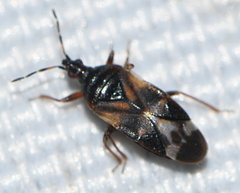 Anthocoris nemorum