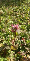 Lamium hybridum