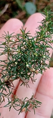 Erica australis