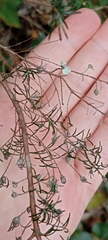 Erica australis