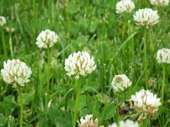 Bombus centralis