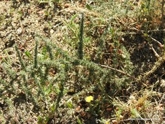 Plantago lagopus