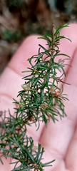 Erica australis