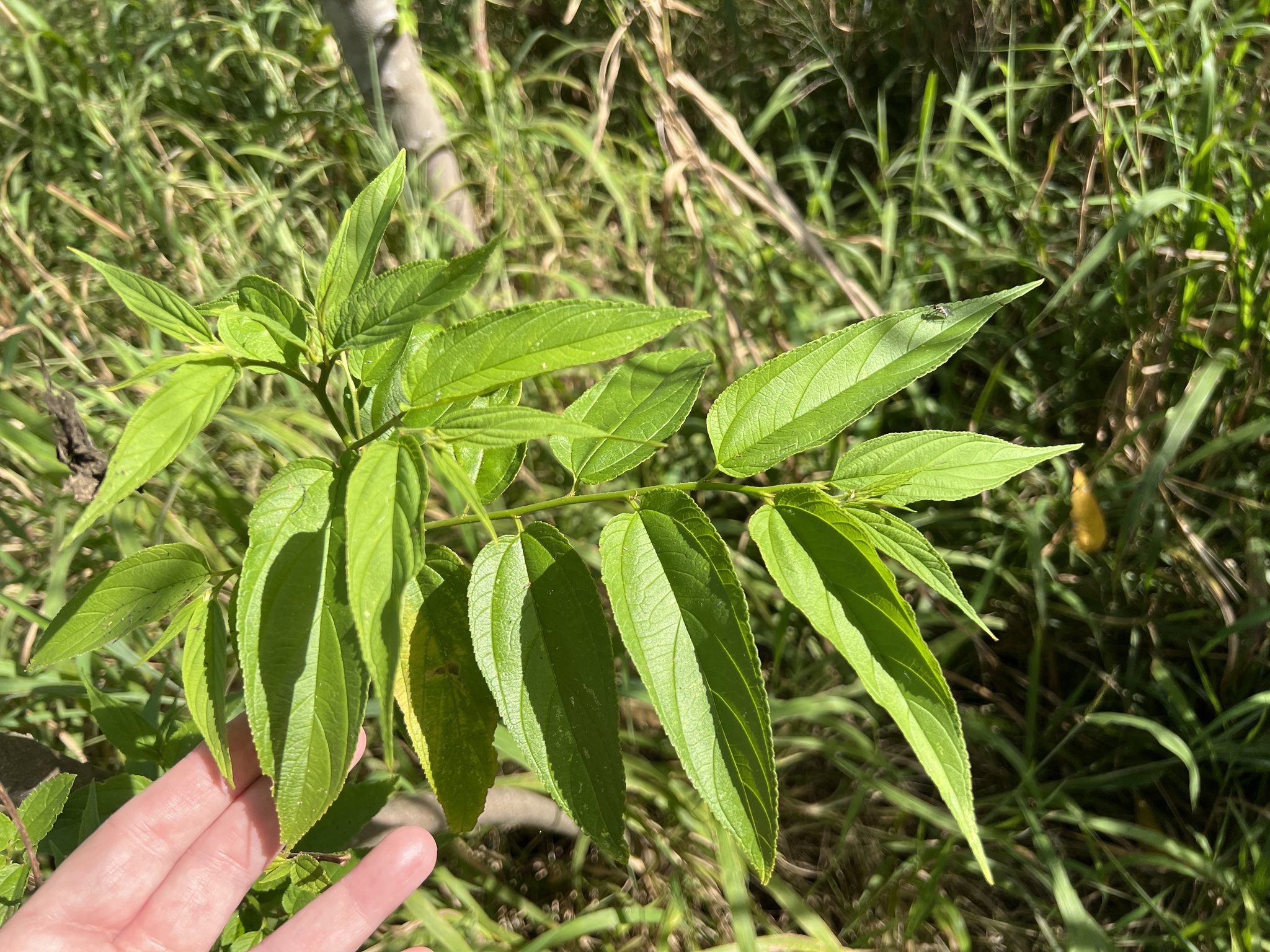 <em class="gbifHl">Trema micrantha micrantha</em>