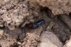 Dinothenarus saphyrinus