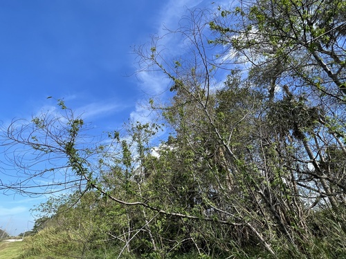 Foto de Trema micrantha micrantha