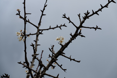 Pyrus bourgaeana
