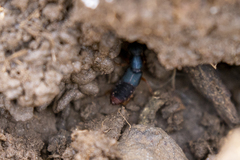 Dinothenarus saphyrinus