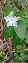 Vinca difformis