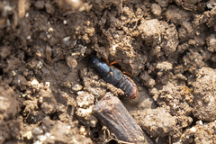 Dinothenarus saphyrinus