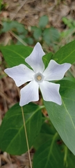 Vinca difformis