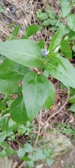 Vinca difformis