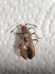 Hypselonotini