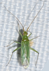 Blepharidopterus angulatus