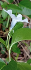 Vinca difformis