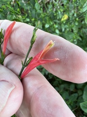 Dicliptera sexangularis