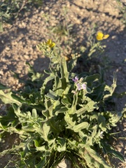 Matthiola parviflora