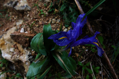 Iris planifolia