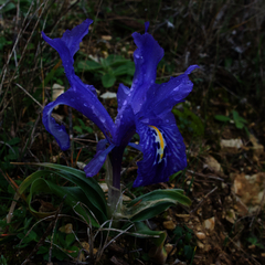 Iris planifolia