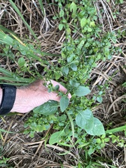 Dicliptera sexangularis