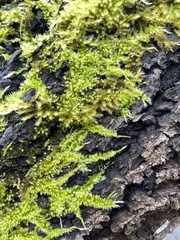 Homalothecium nuttallii