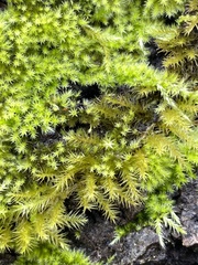 Homalothecium nuttallii