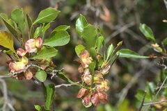 Dodonaea viscosa mucronata