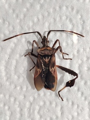 Leptoglossus jacquelinae