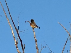 Sialia mexicana