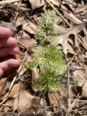 Scandix pecten-veneris