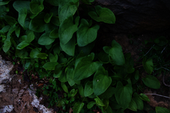 Arisarum