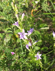 Campanula rapunculus