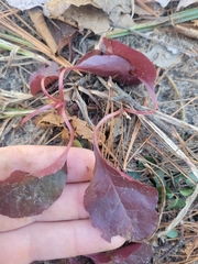 Pyrola elliptica