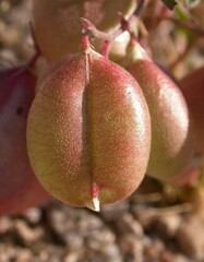 Astragalus allochrous playanus