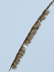 Beckmannia syzigachne