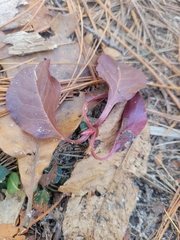Pyrola elliptica