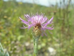 Centaurea × livonica