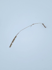 Beckmannia syzigachne