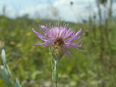 Centaurea × livonica
