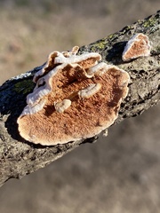 Steccherinum bourdotii