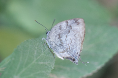 Panthiades hebraeus
