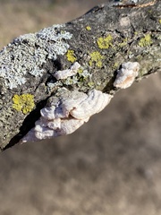 Steccherinum bourdotii