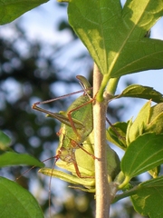 Barbitistes serricauda