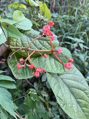 Clerodendrum speciosissimum