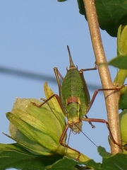 Barbitistes serricauda