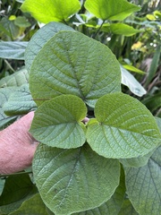 Clerodendrum speciosissimum