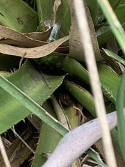 Scinax squalirostris