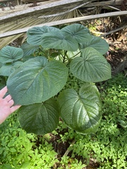 Clerodendrum speciosissimum
