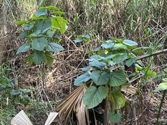 Clerodendrum speciosissimum
