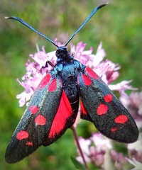Zygaena ephialtes